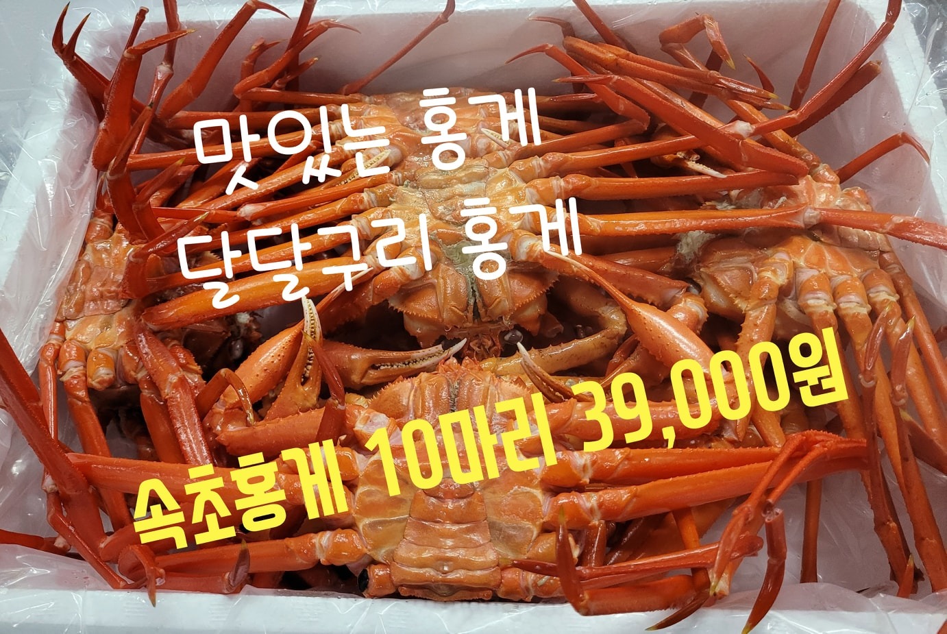 5월 21일까지)속초홍게10마리(3kg) 39,000원 | 경상북도 경산시 사동 | 수산물소매 | 당근 비즈 소식