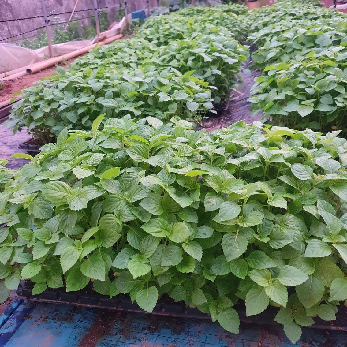 24년도 화성 주말농장 분양 안내 - 경기도 화성시 양감면 | 비즈프로필 24년도 화성 주말농장 분양 안내 - 경기도 화성시 양감면 | 비즈프로필