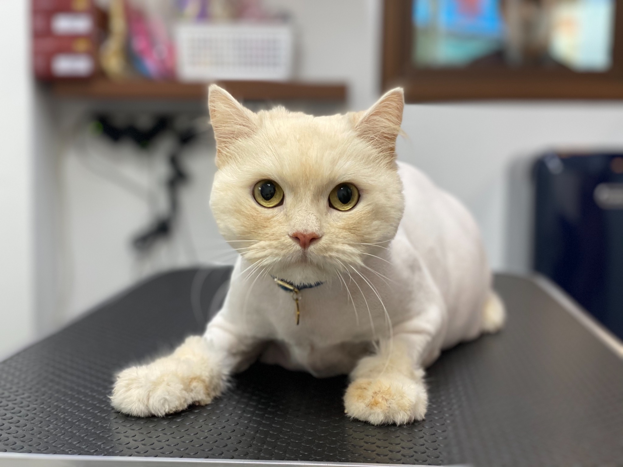 고양이 미용실 쥬디캣