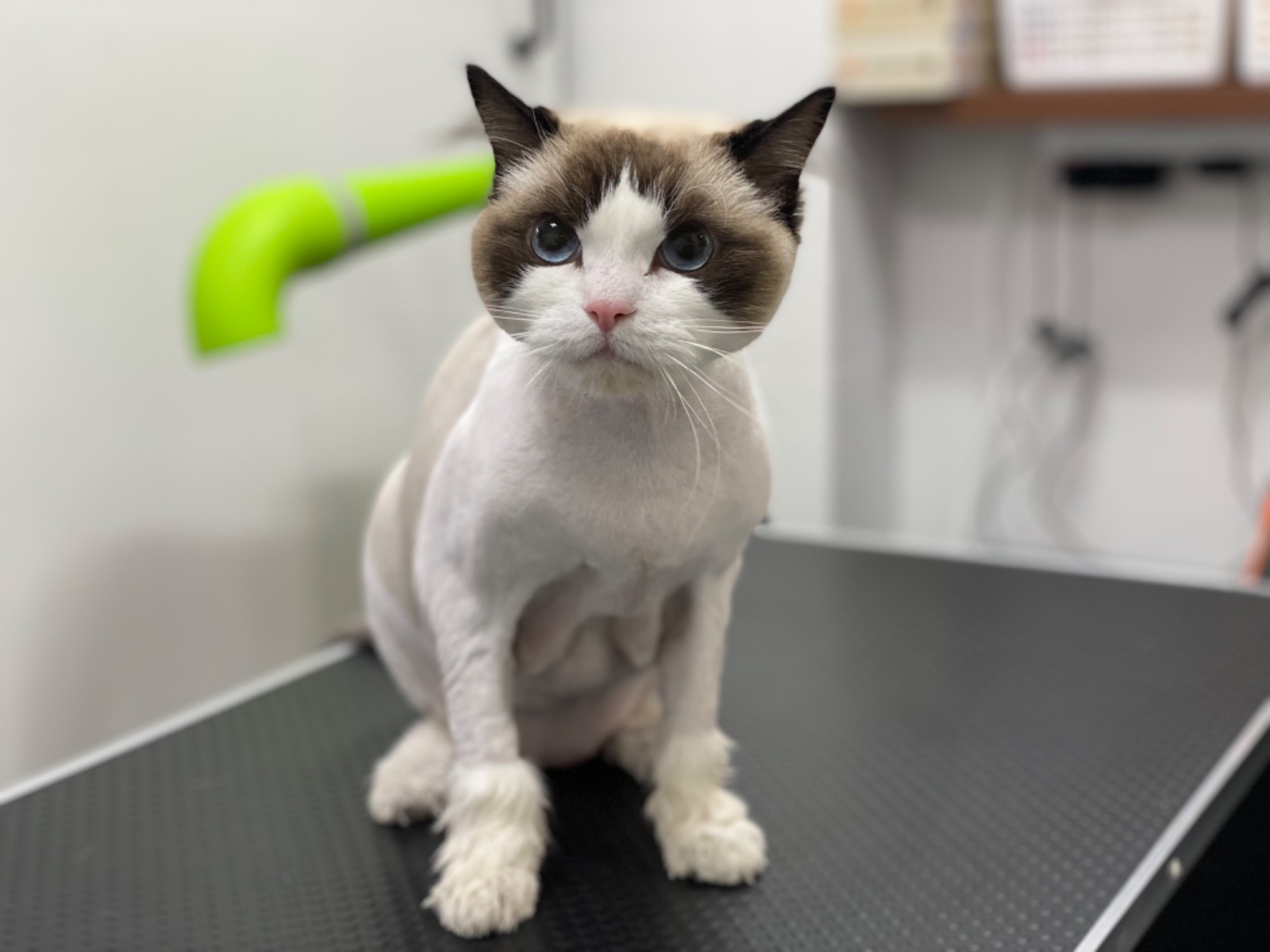 동래고양이 무마취 미용 전문샵