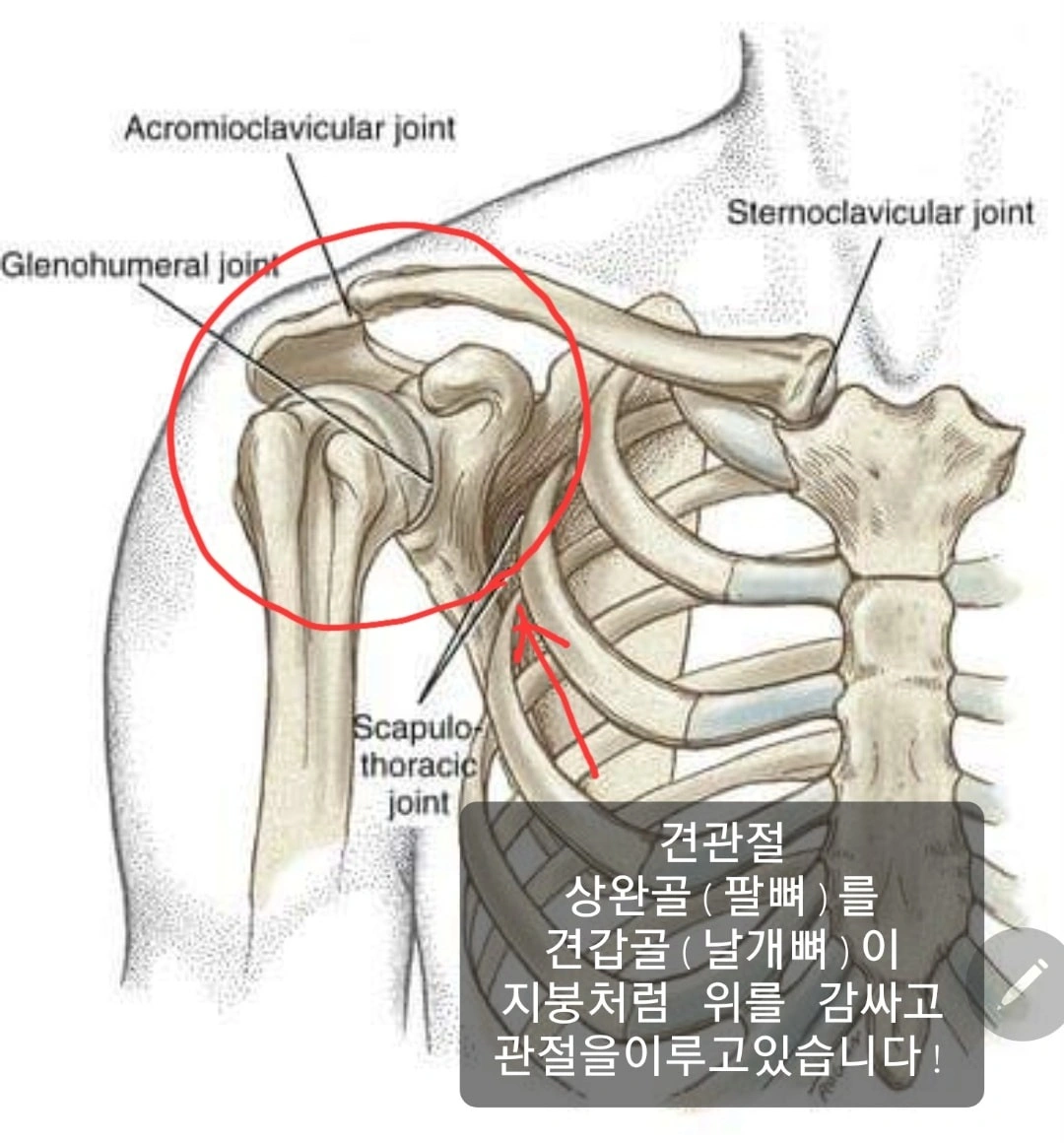 어깨통증의 원인과 재활사례 - 서울특별시 강서구 마곡동 | 비즈프로필