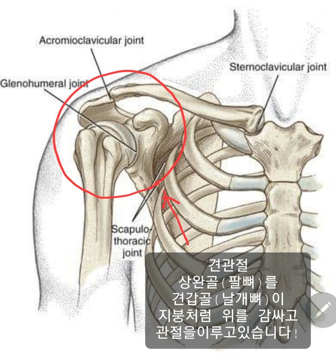 어깨통증의 원인과 재활사례 - 서울특별시 강서구 마곡동 | 비즈프로필