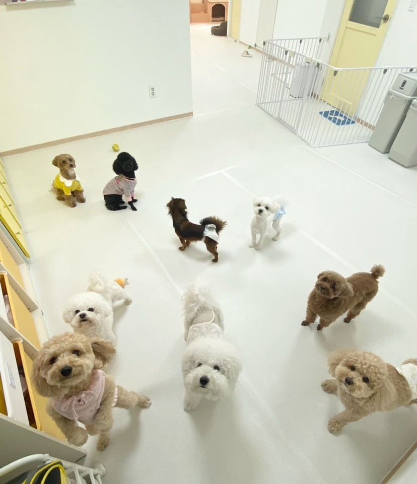 머뭄 애견유치원 picture 1
