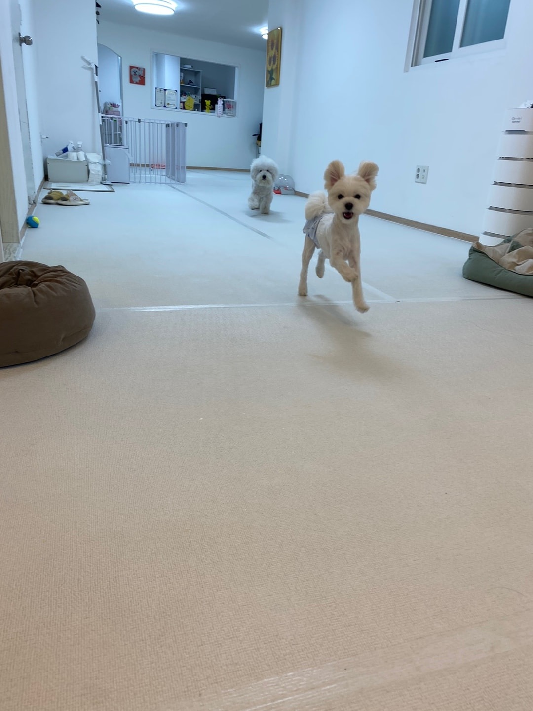 머뭄 애견유치원 picture 2