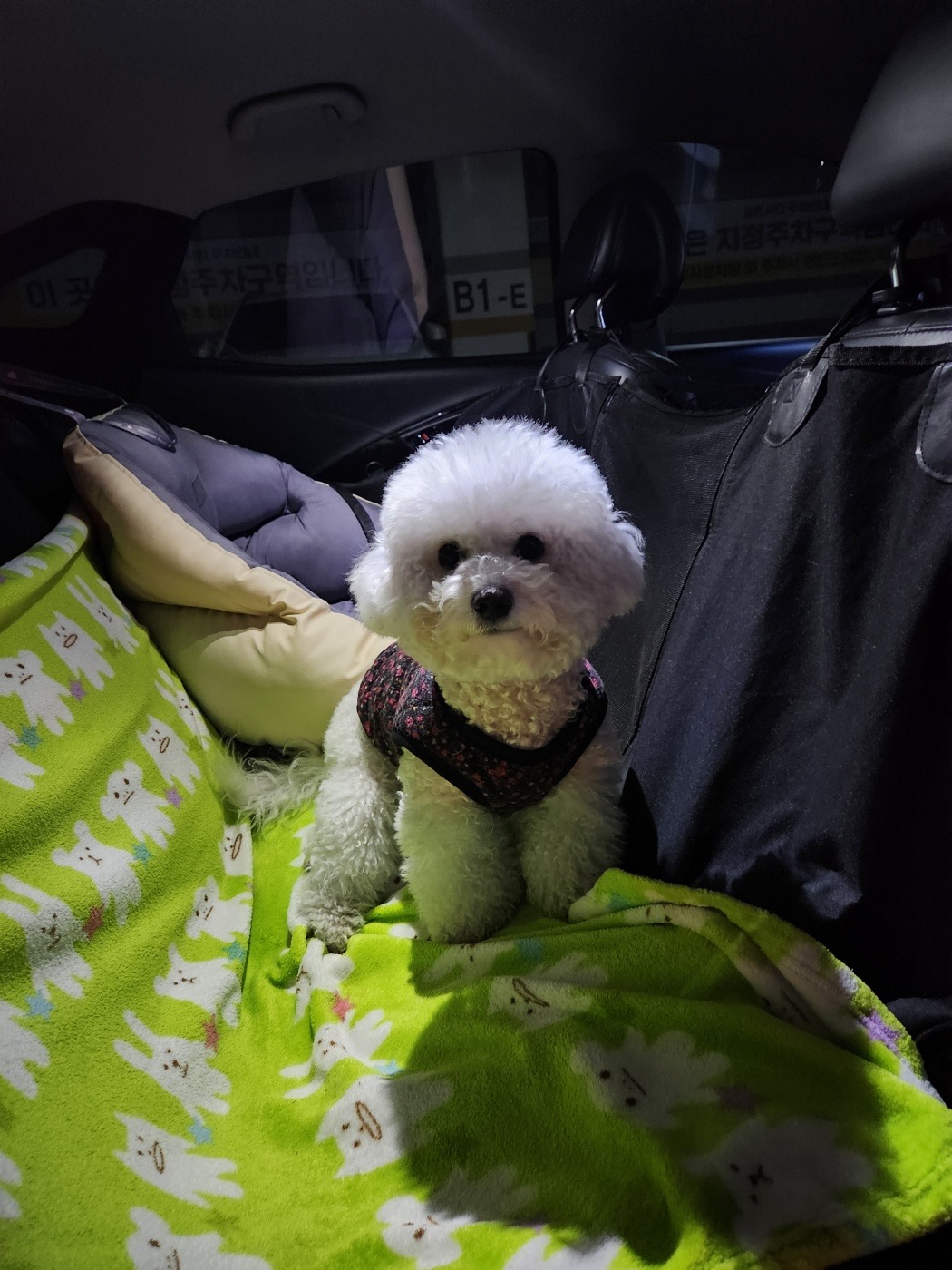 멍멍타요 picture 2