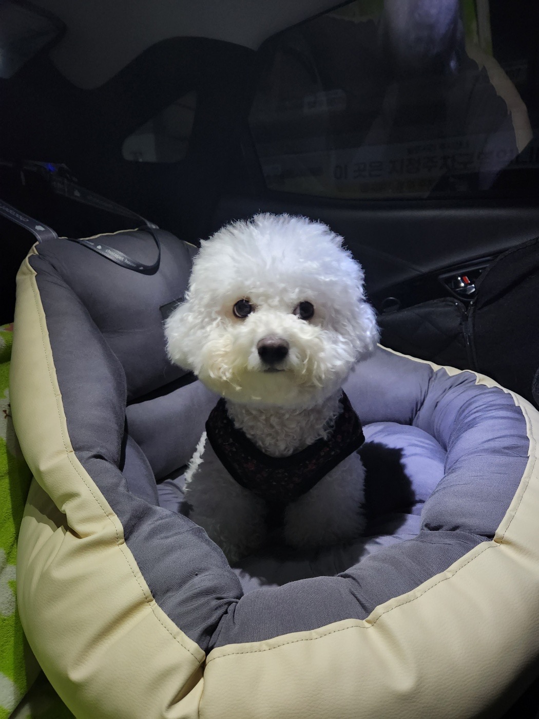 멍멍타요 picture 3