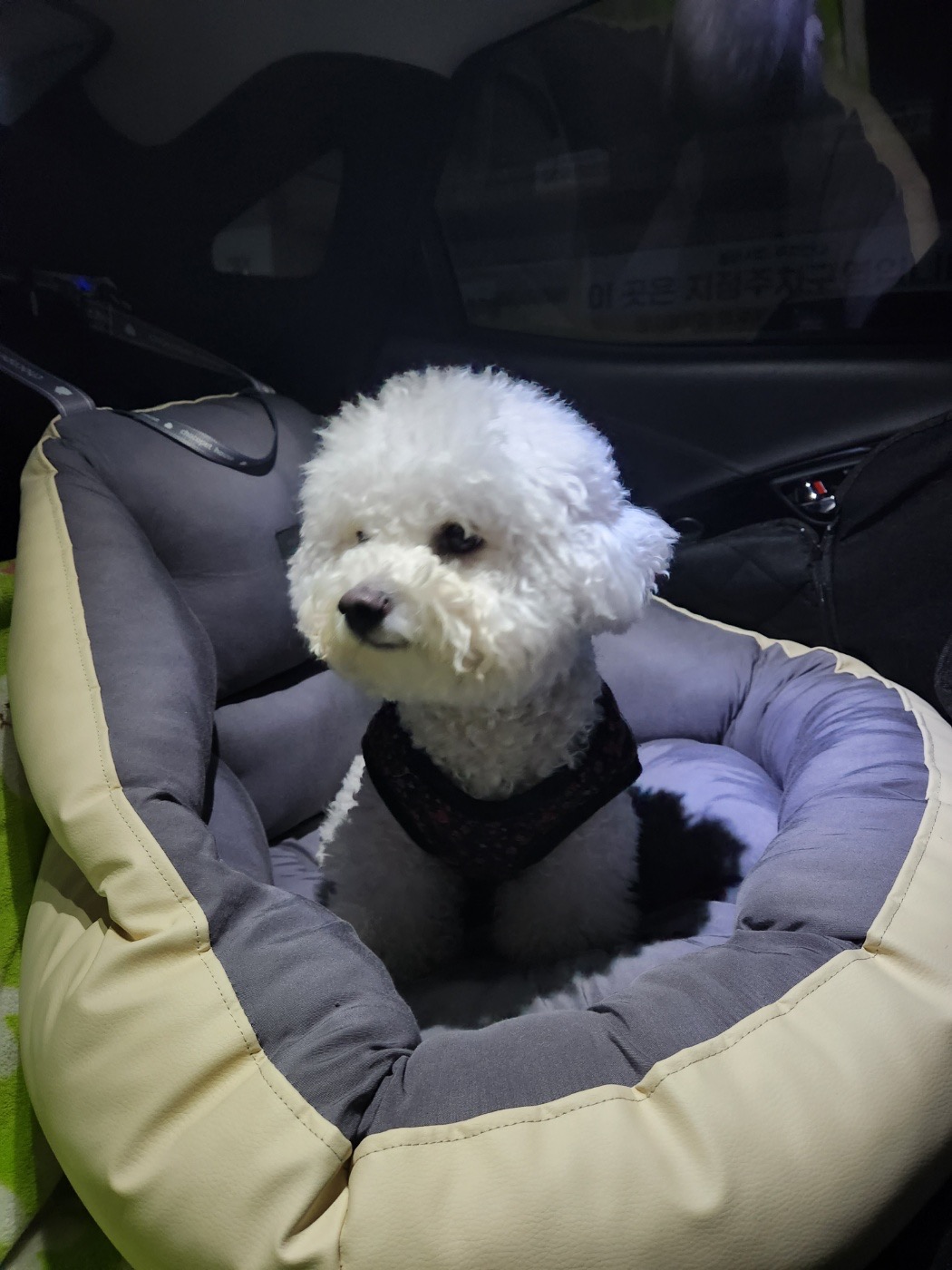멍멍타요 picture 4
