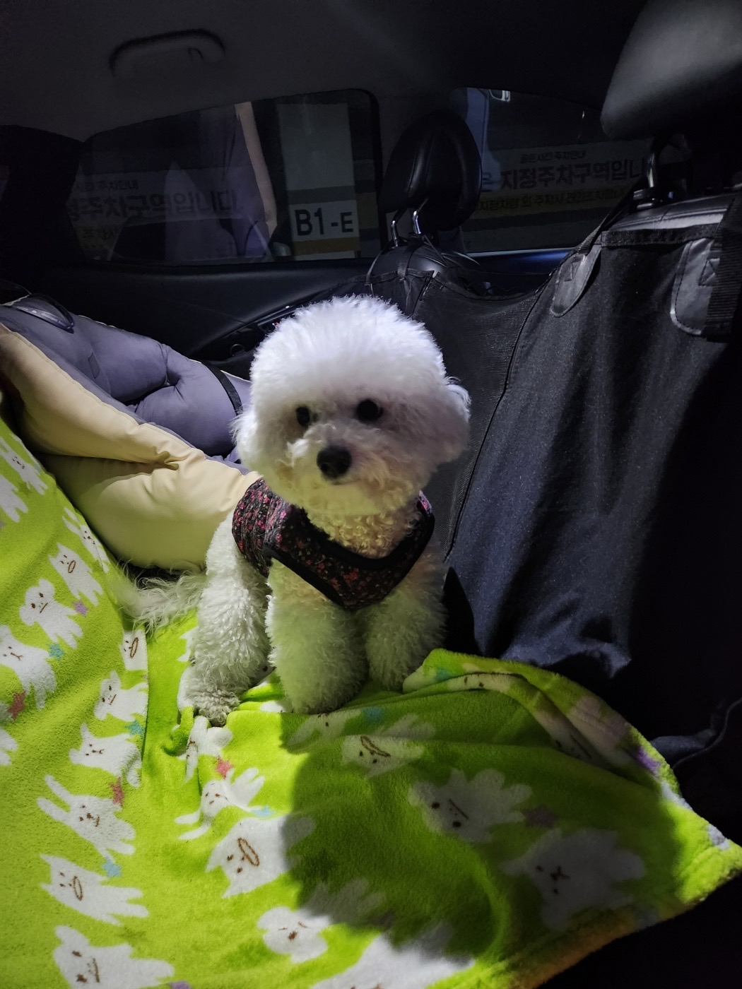 멍멍타요 picture 6
