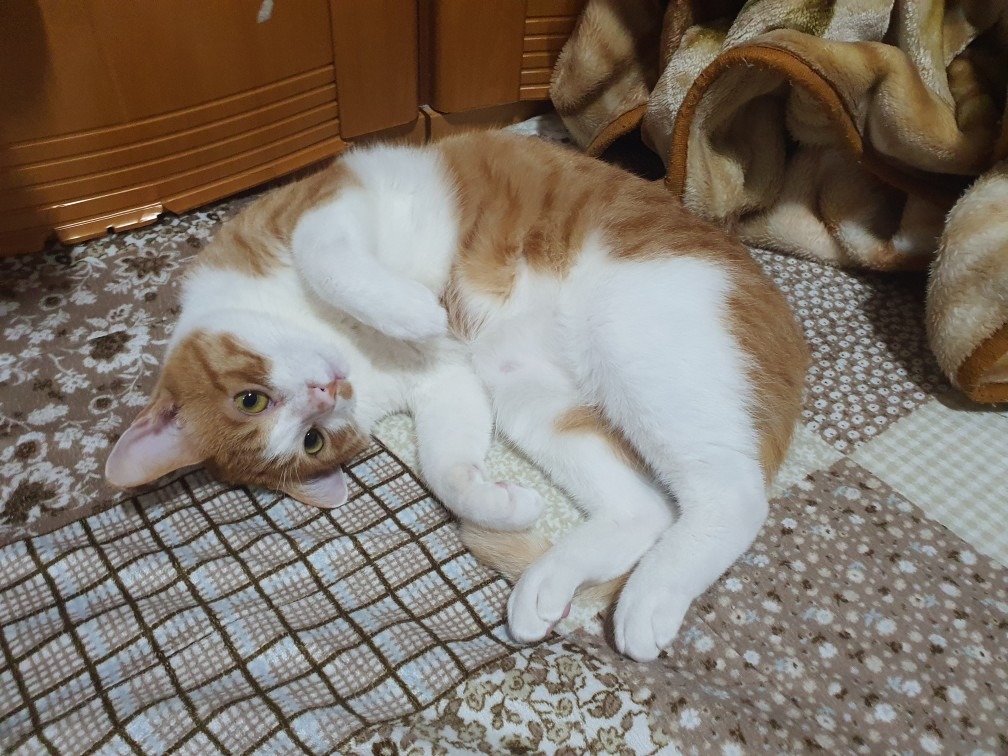 고양이 무마취미용 전문 쥬디캣 picture 1