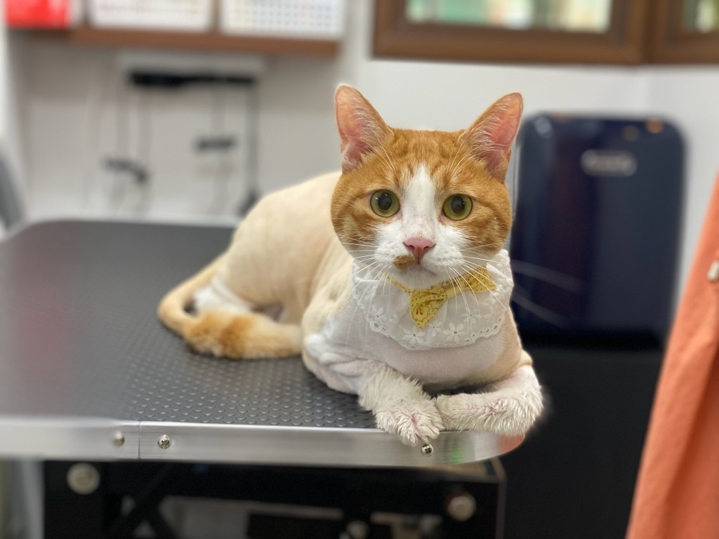 고양이 무마취미용 전문 쥬디캣 picture 2
