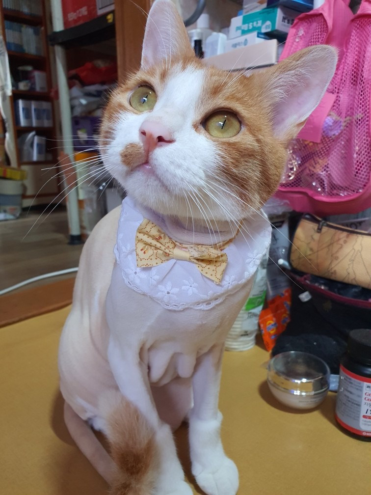 고양이 무마취미용 전문 쥬디캣 picture 3