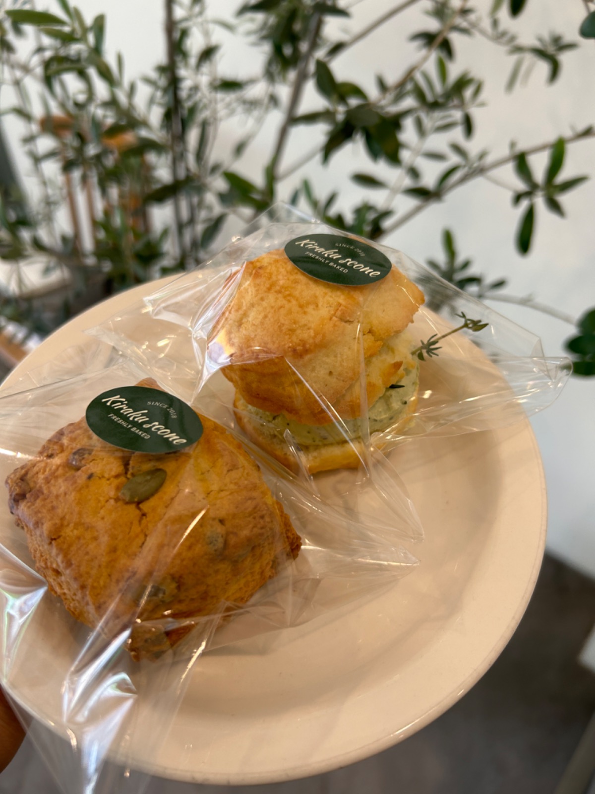 못난이 스콘 분양합니다 (2+1쿠폰) 마감 - 서울특별시 동대문구 제기동 | 비즈프로필