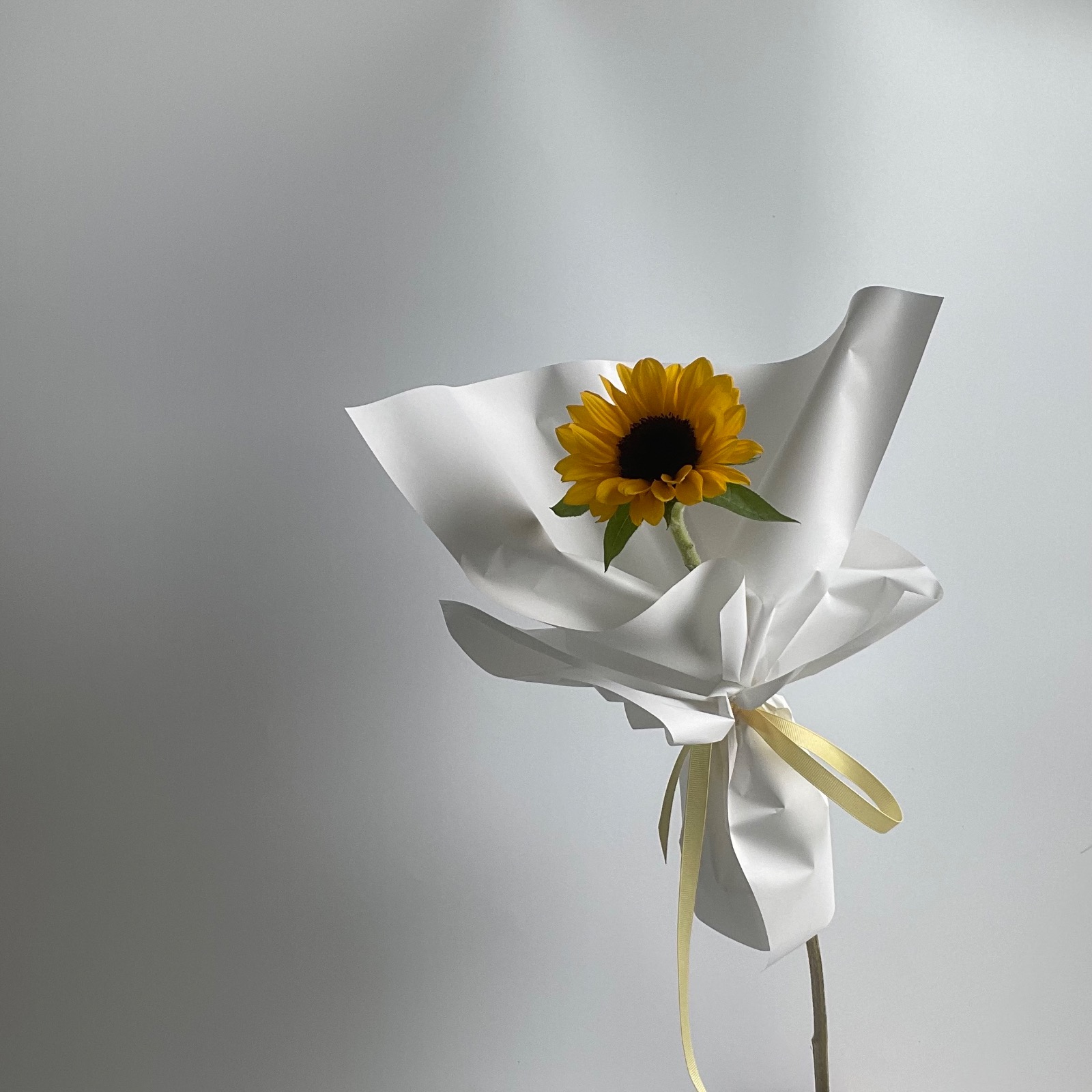 해바라기 한송이 이벤트🌻