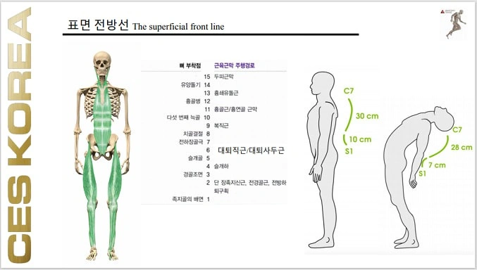 근막경선 해부학 표면 전방선 - 서울특별시 마포구 공덕동 | 비즈프로필