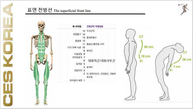 근막경선 해부학 표면 전방선 - 서울특별시 마포구 공덕동 | 비즈프로필