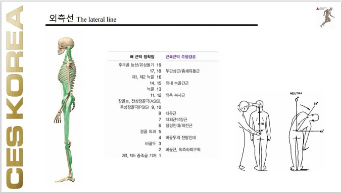 근막경선 해부학 외측선 - 서울특별시 마포구 공덕동 | 비즈프로필
