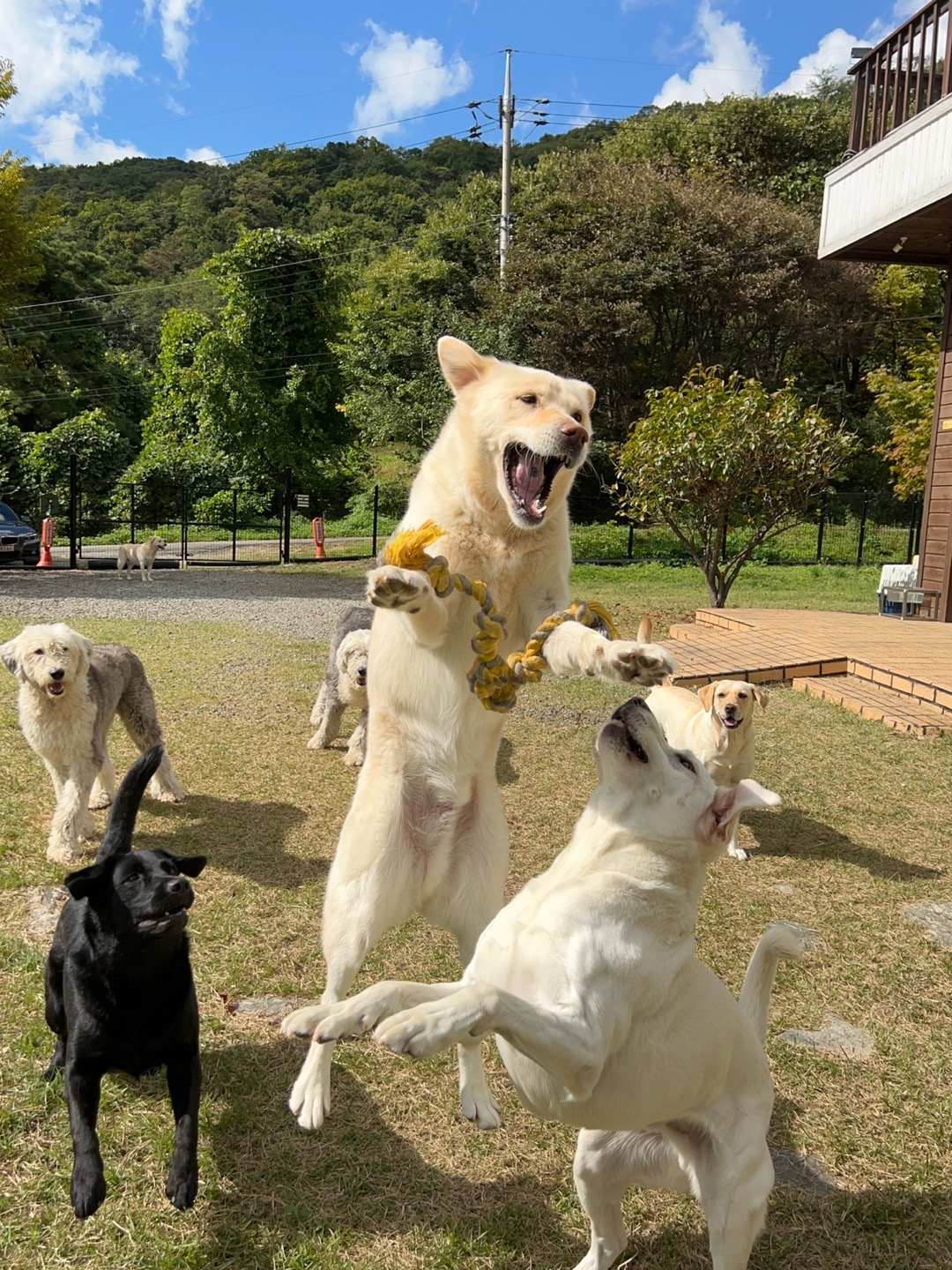 중대형견 키우세요? 5만원 받아가세요!! 