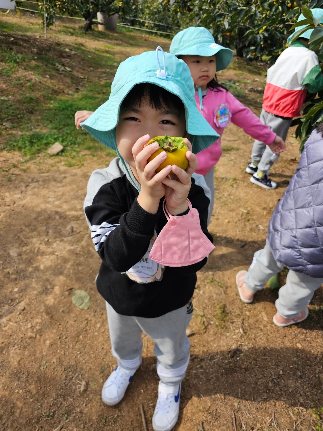 진영 감따기 체험 다녀왔어요🧡