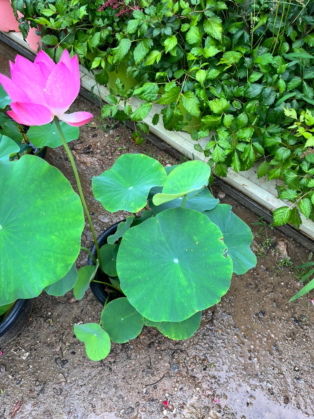수련 ㅡ 홍연 - 충청북도 증평군 증평읍 | 비즈프로필