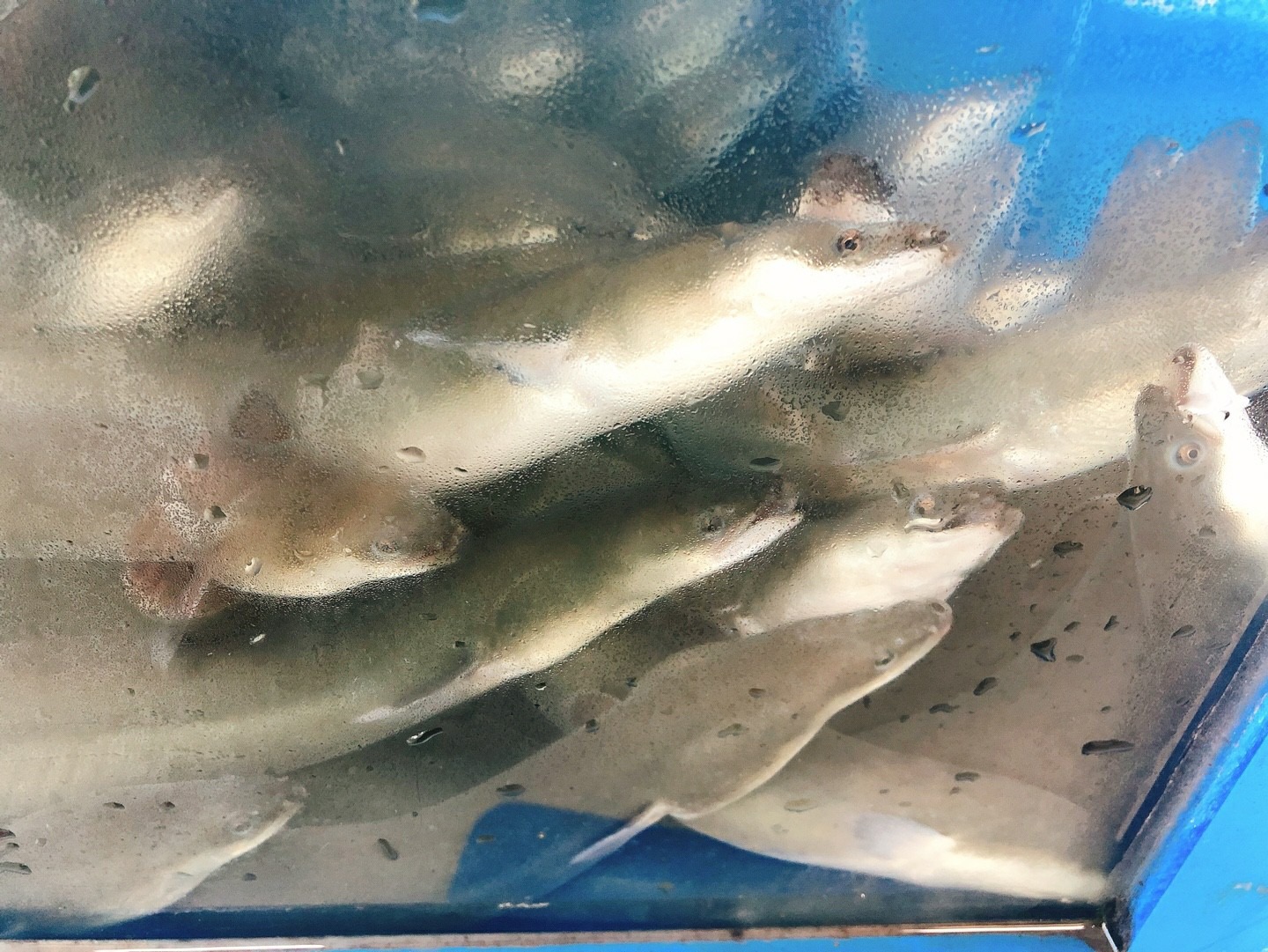 장어 1kg 현금가 43,000원
