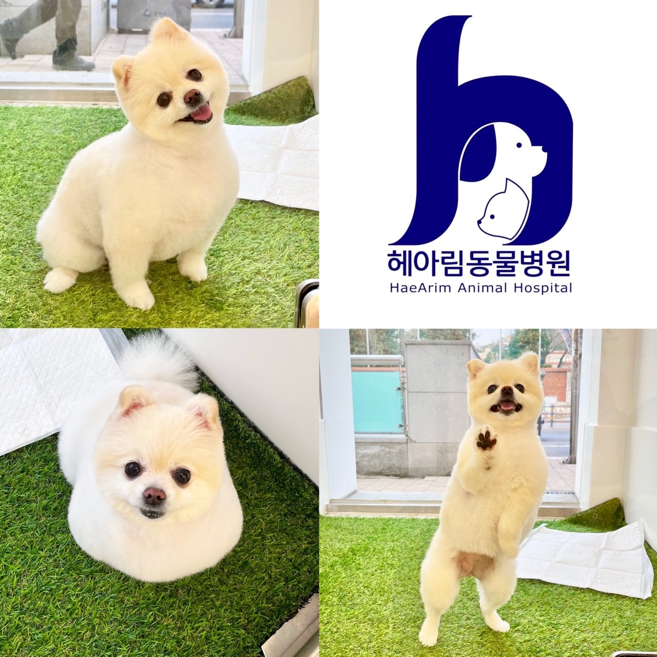 동래구 반려동물 미용