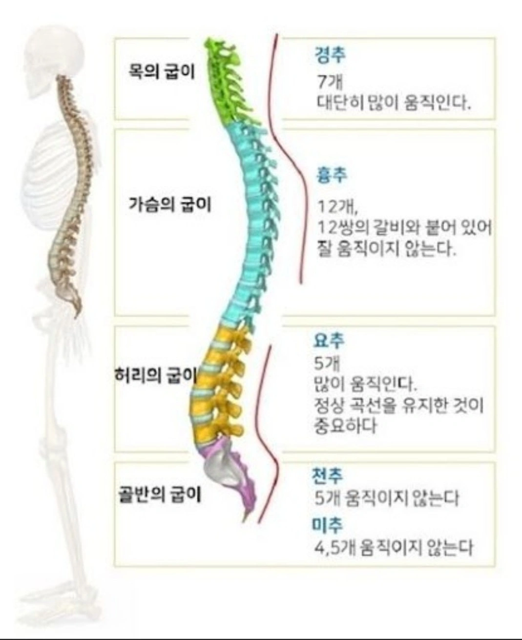 척추 건강과 바른자세 - 광주광역시 서구 치평동 | 비즈프로필