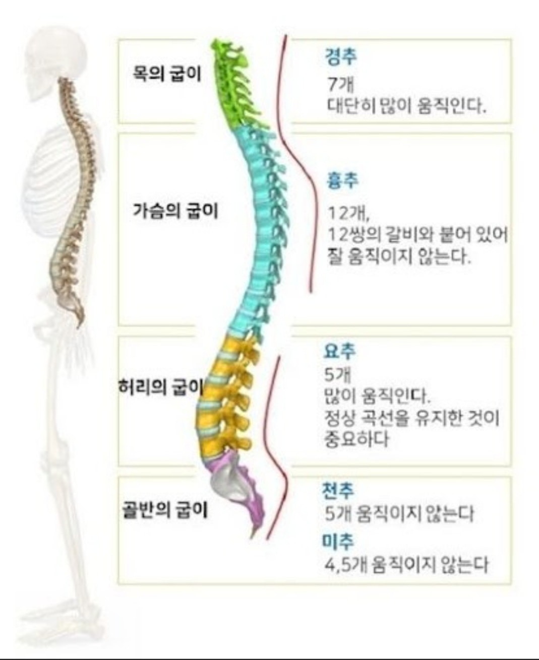 척추 건강과 바른자세 - 광주광역시 서구 치평동 | 비즈프로필