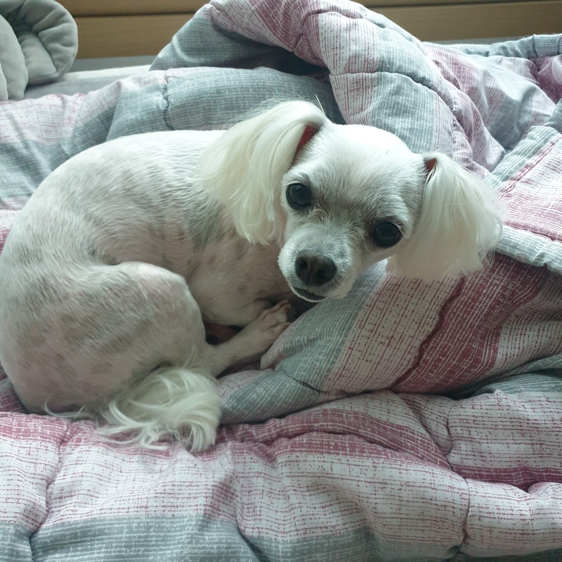 헤아림동물병원 picture 1