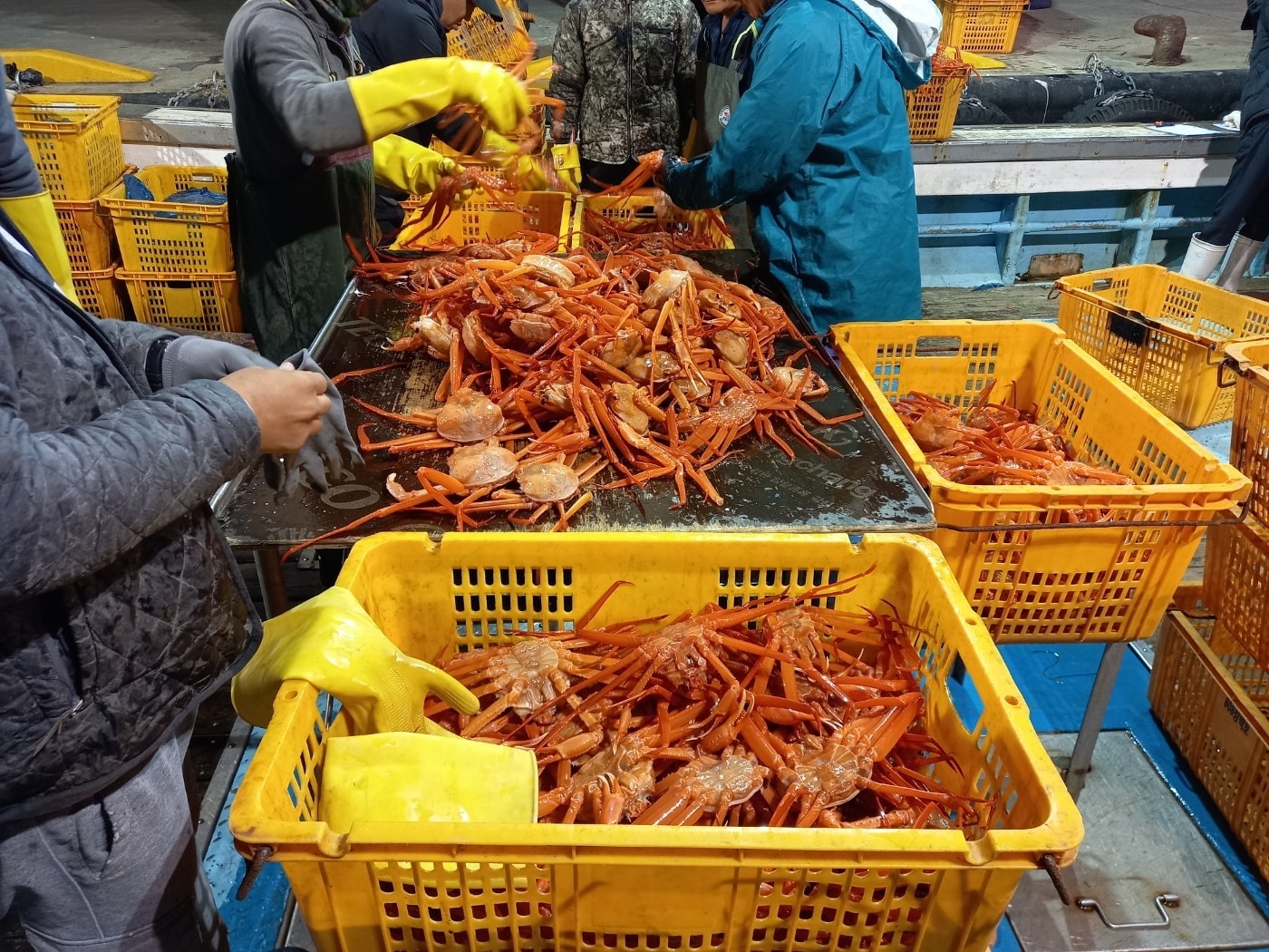살아있는 그대로 싱싱한속초홍게1kg당5,000원 - 강원도 속초시 대포동 | 비즈프로필