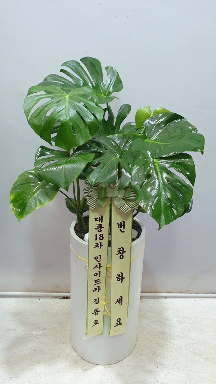 10만원 전국무료배송 실물화분모음