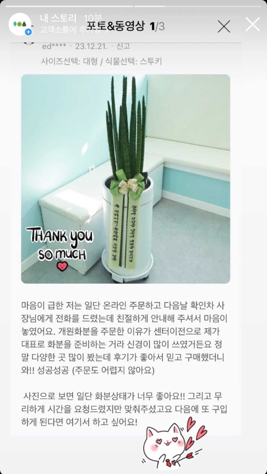 스투키화분