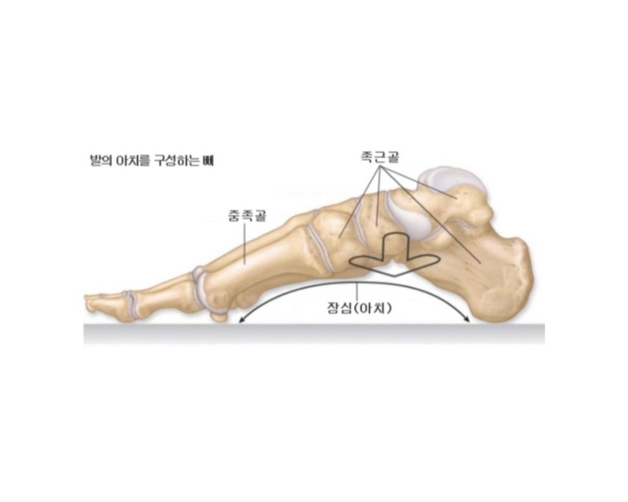 [원신흥동필라테스숲] 21. 발 아치의 중요성 - 대전광역시 유성구 원신흥동 | 비즈프로필