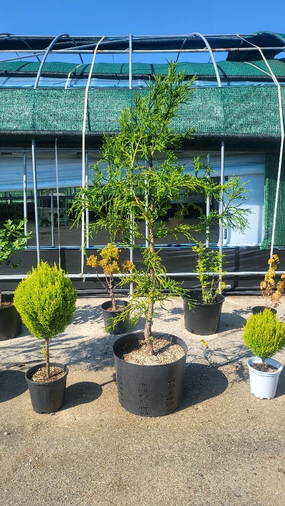 생명나무농장 picture 4