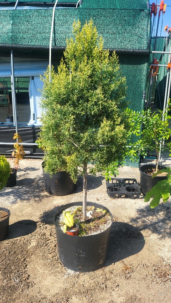 생명나무농장 picture 5