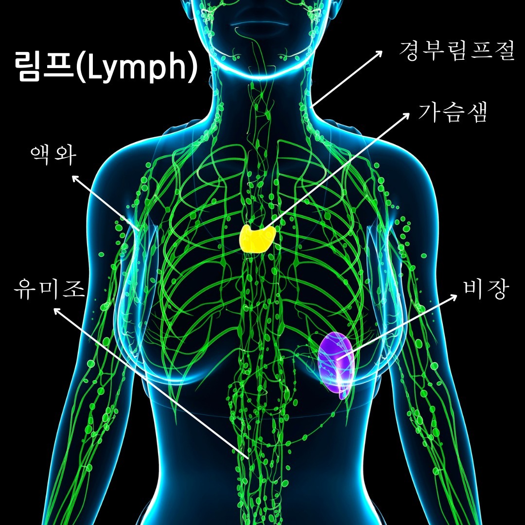림프순환관리 마스터반 | 충청북도 청주시 청원구 율량동 | 패션/뷰티클래스 | 당근 비즈 소식
