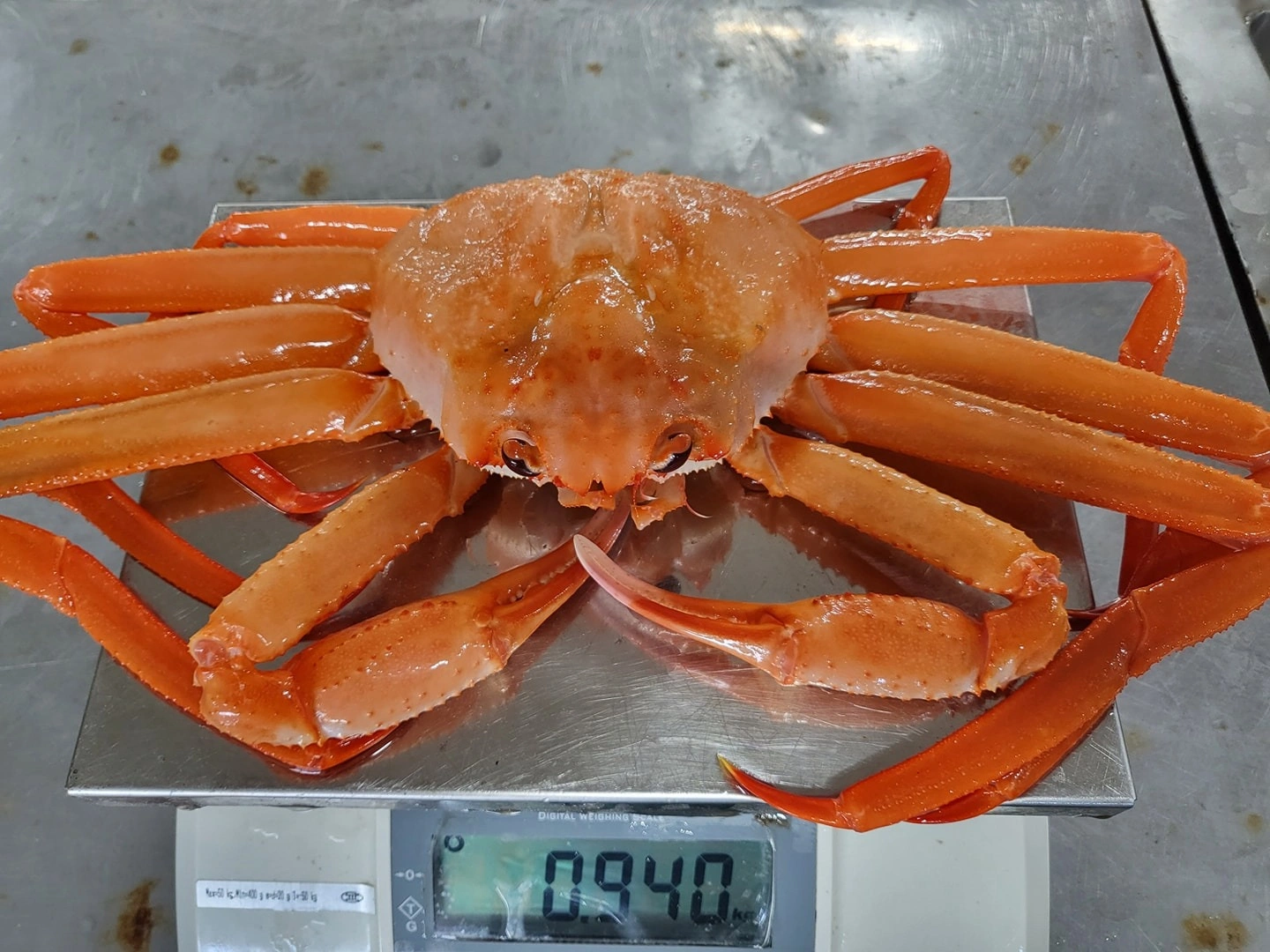🦀대왕홍게🦀1마리3만원🦀못난이대왕홍게🦀1마리1만원 - 경상북도 포항시 남구 해도동 | 비즈프로필