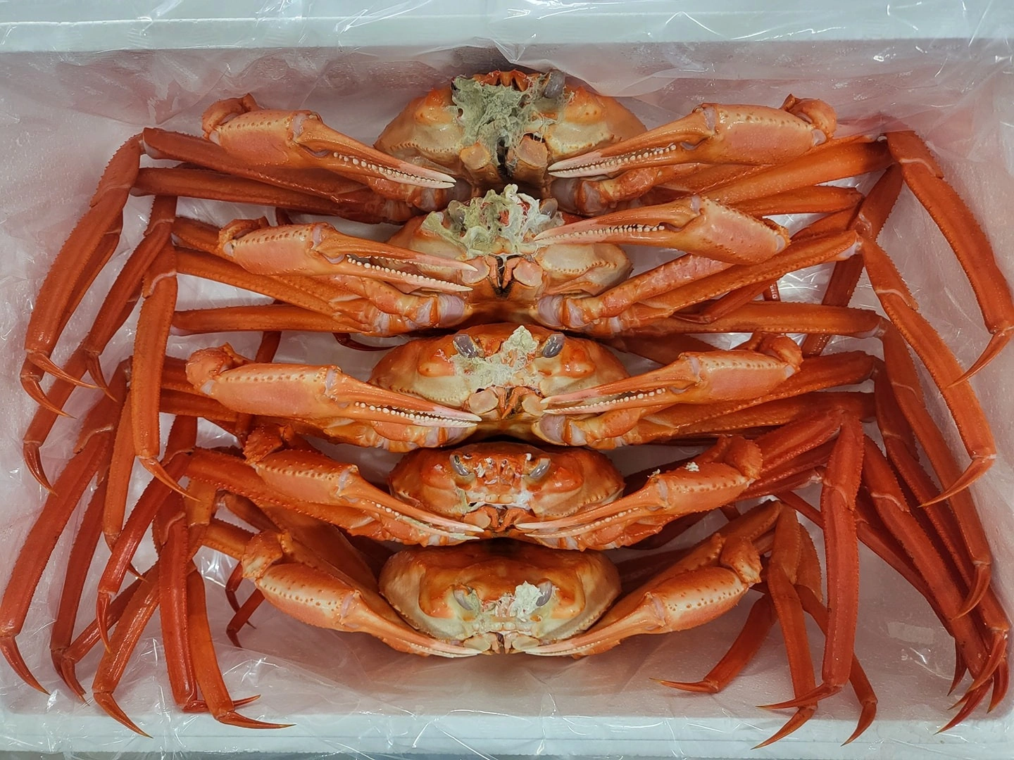 🦀대왕홍게🦀1마리3만원🦀못난이대왕홍게🦀1마리1만원 - 경상북도 포항시 남구 해도동 | 비즈프로필