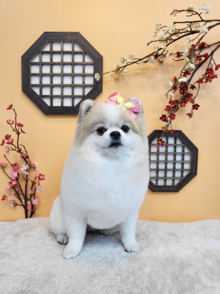 명절포토존🥰