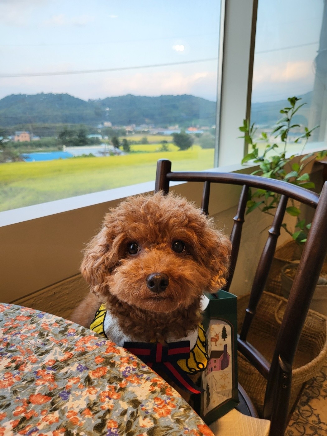 Bear review