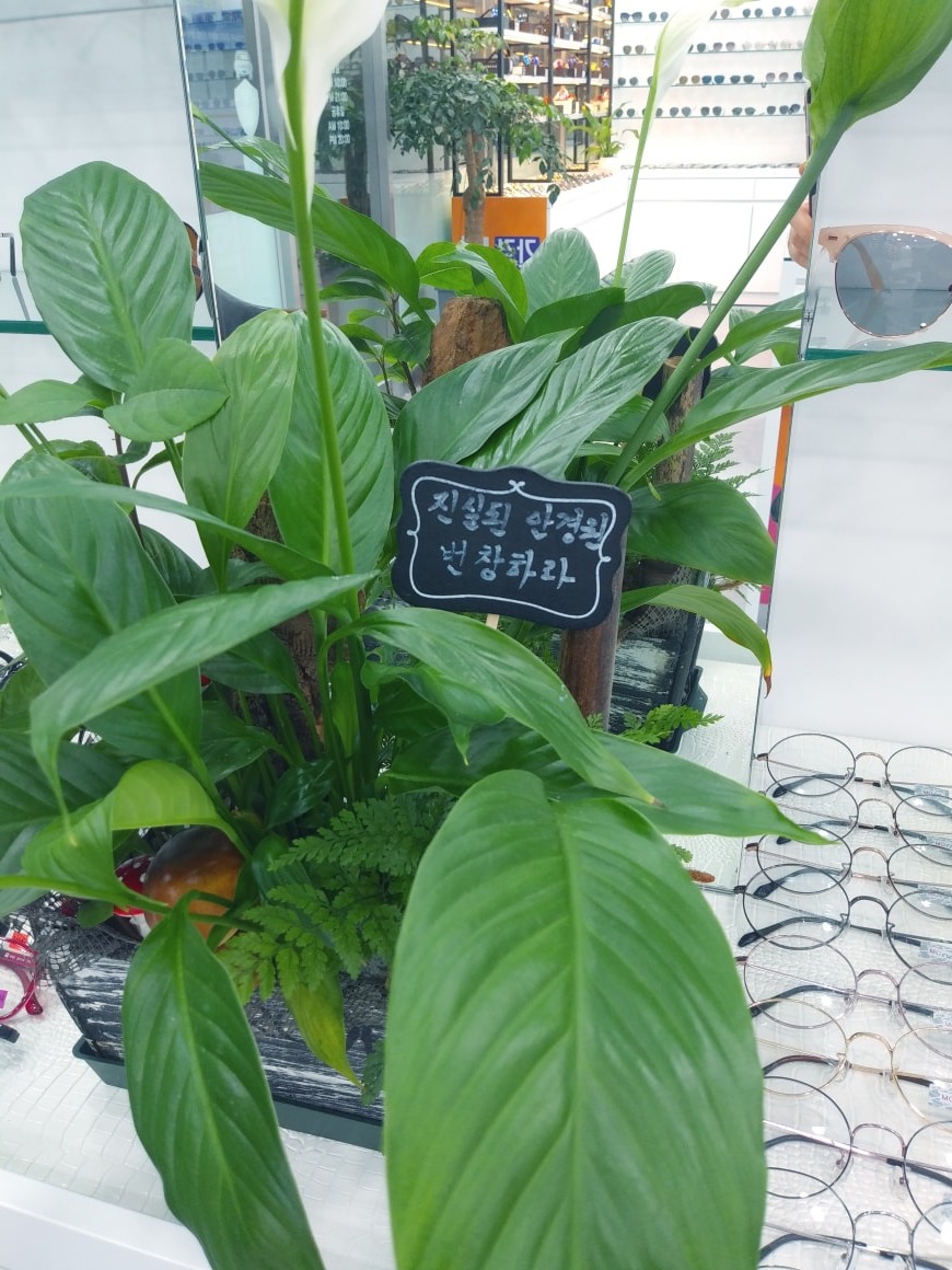 으뜸50안경중계점 picture 5