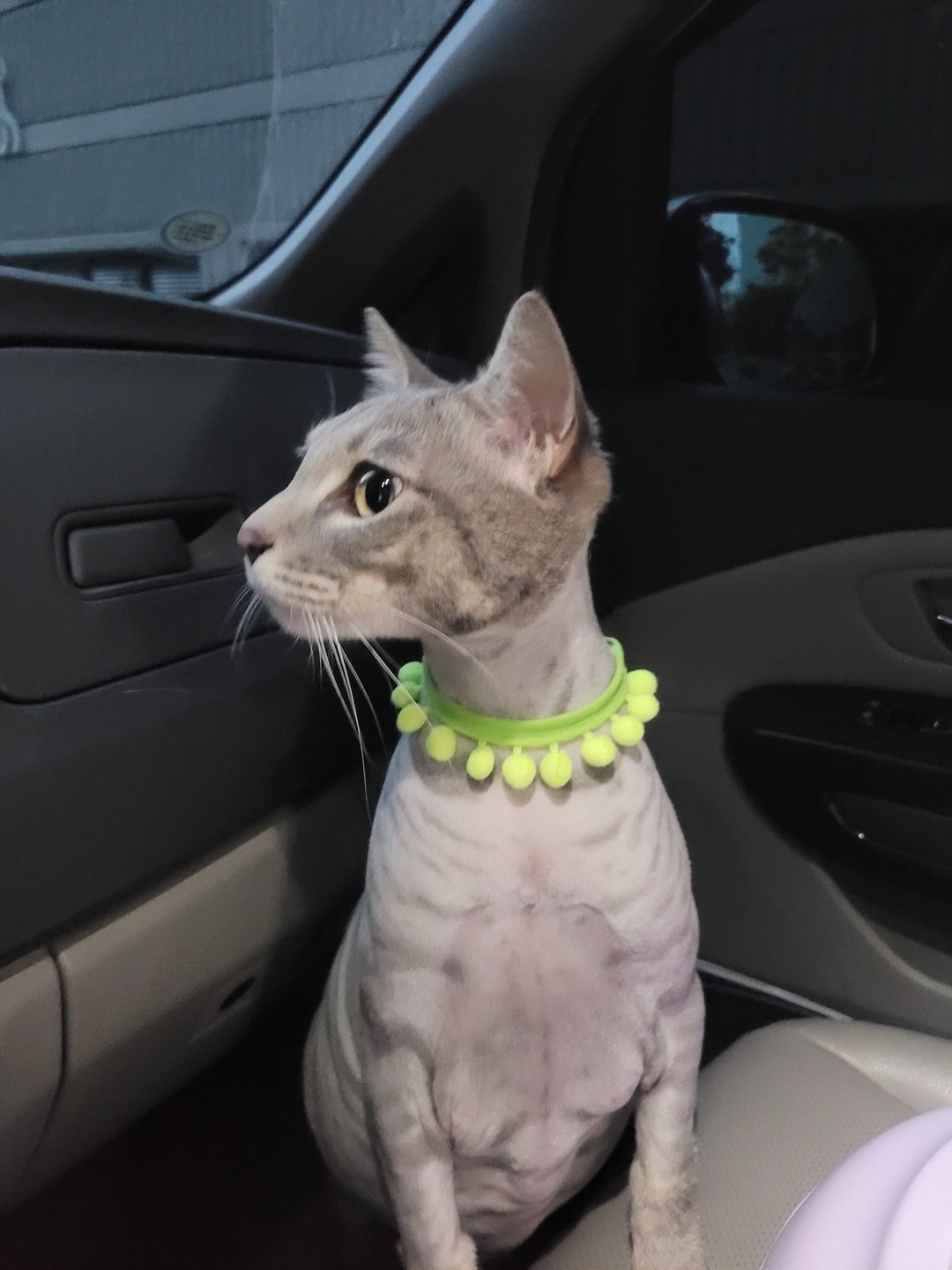 고양이 무마취미용 전문 쥬디캣 picture 4