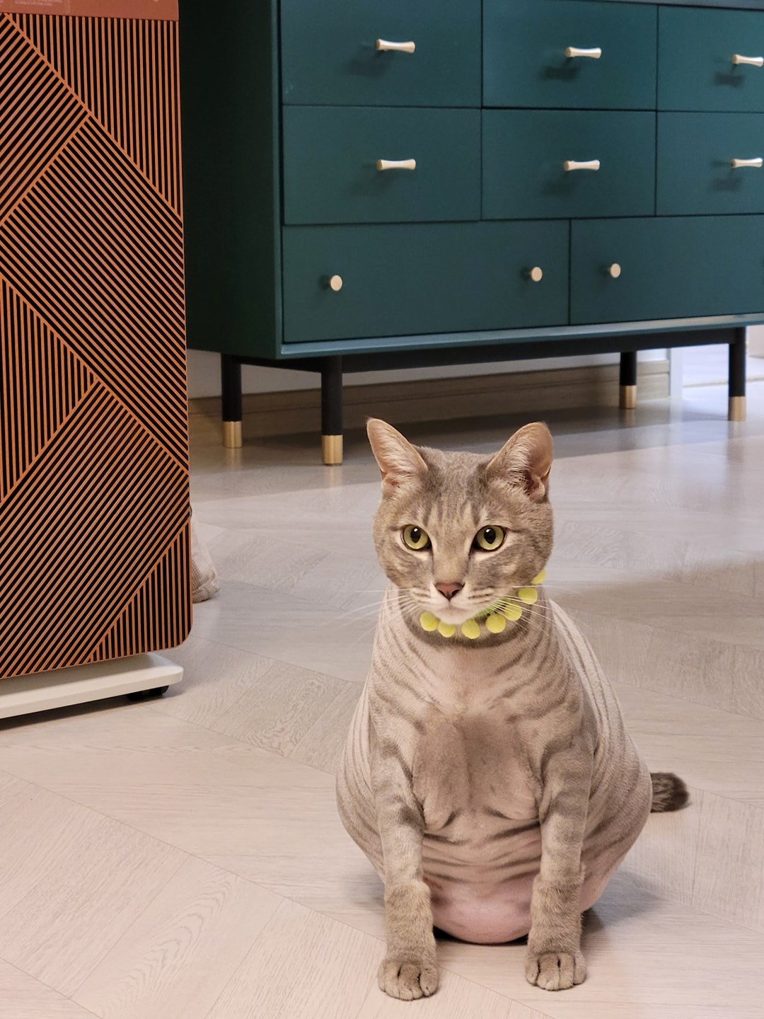 고양이 무마취미용 전문 쥬디캣 picture 5