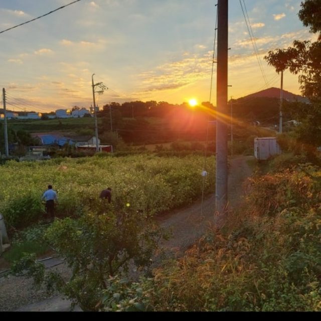화성 주말농장 | 동네업체 화성 주말농장 | 동네업체