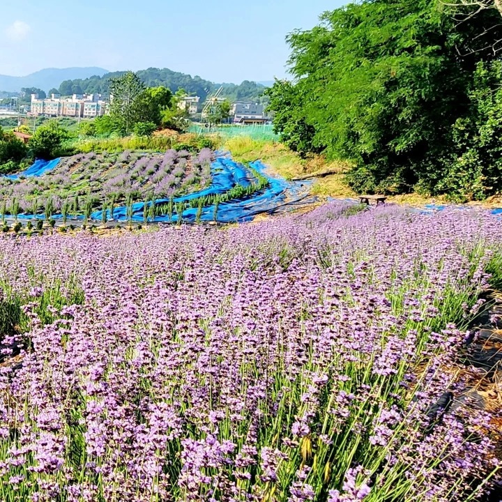 세종라벤더트리팜 