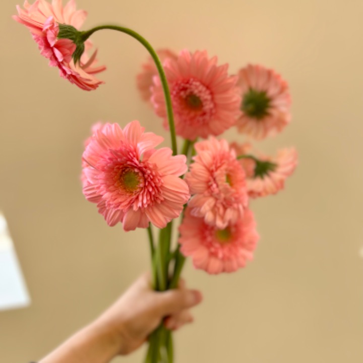 솜꽃