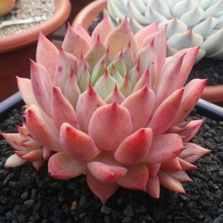 나루터다육화분