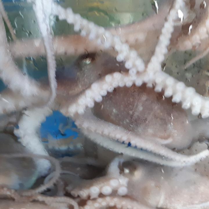 음봉삼거리횟집