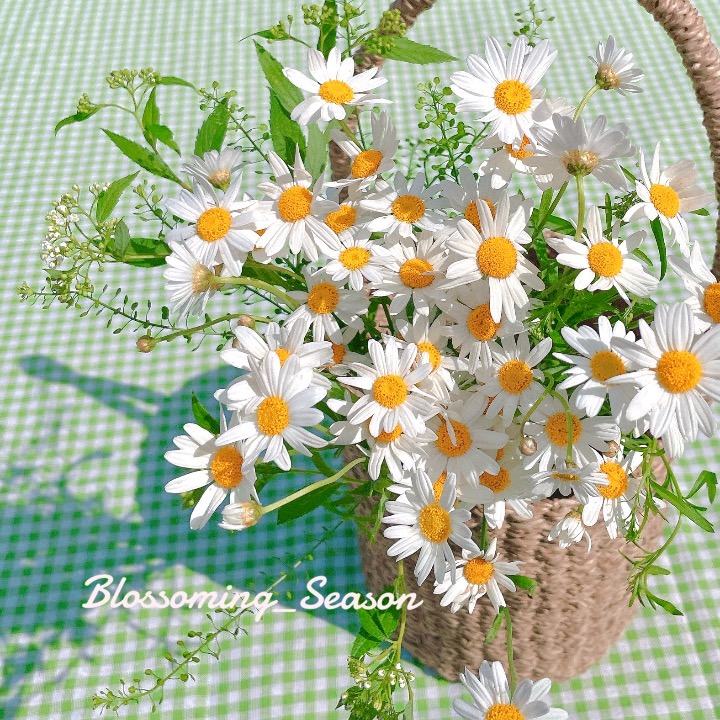 꽃피는계절