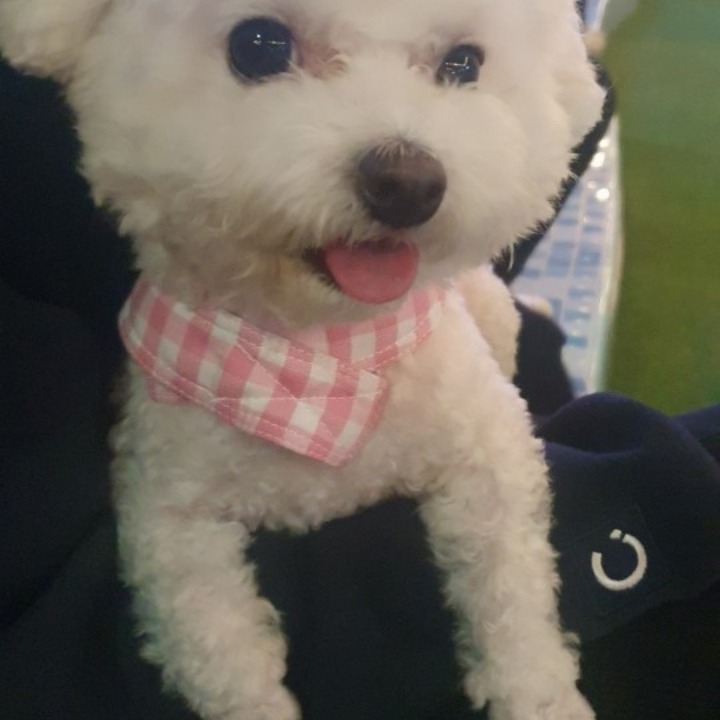 강아지 돌봄 시터집에서