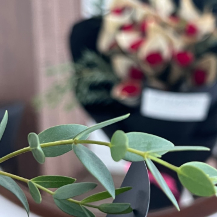 그로브인 Grove in